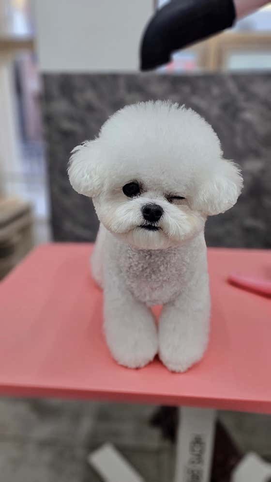 댕댕구름 · 네이버 지도·플레이스 4