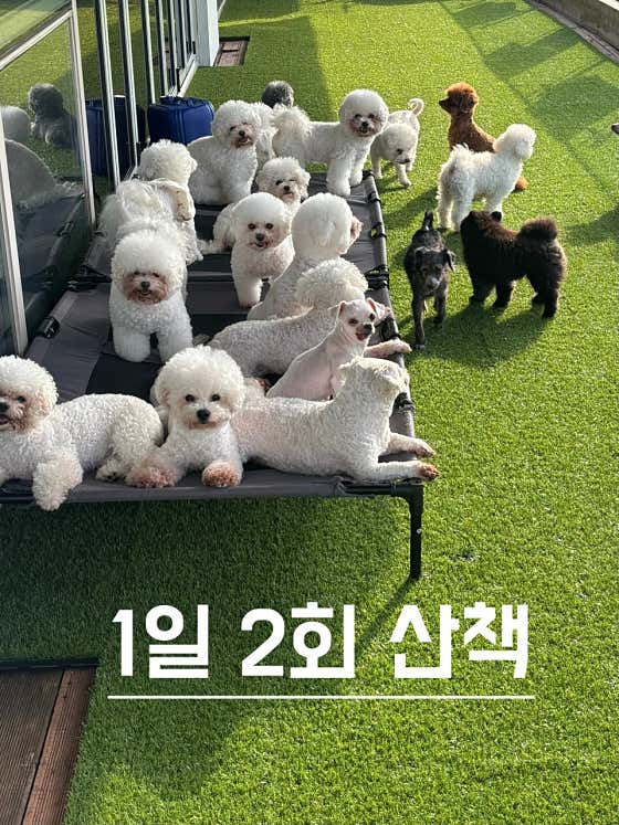 네발클로버 애견유치원&호텔&미용 · 네이버 지도·플레이스 10
