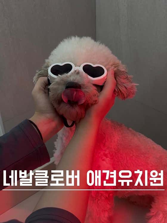 네발클로버 애견유치원&호텔&미용 · 네이버 지도·플레이스 8