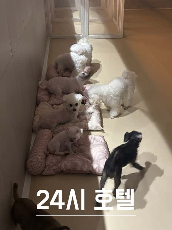 네발클로버 애견유치원&호텔&미용 · 네이버 지도·플레이스 6
