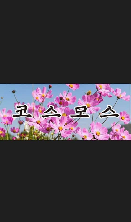 코스모스