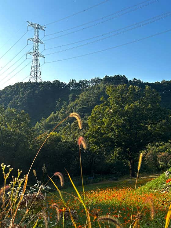 숲너울 · 네이버 지도·플레이스 9