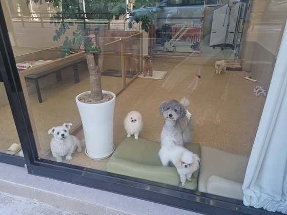이본