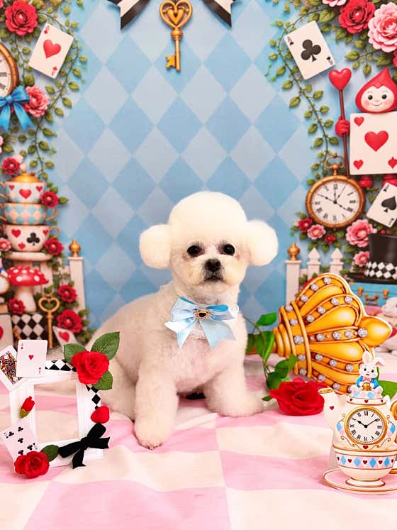 또왕또왕 Dog Salon