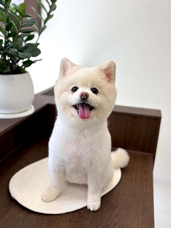 토닥토닥펫살롱 · 네이버 지도·플레이스 6