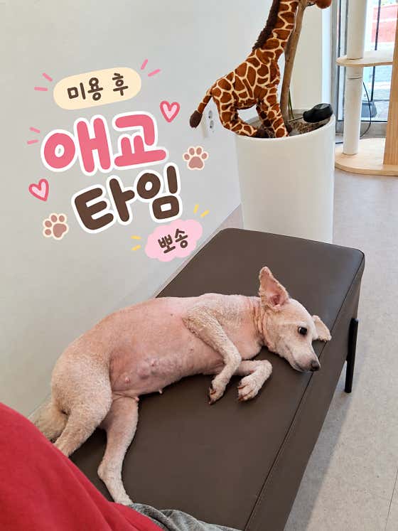 마이펫살롱 · 네이버 지도·플레이스 4