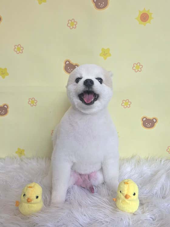 펫살롱 도도 · 네이버 지도·플레이스 7