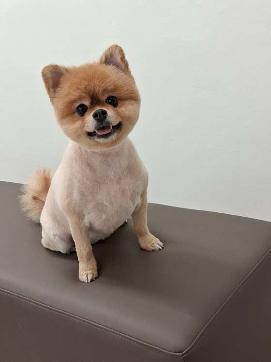 마이펫살롱 · 네이버 지도·플레이스 7
