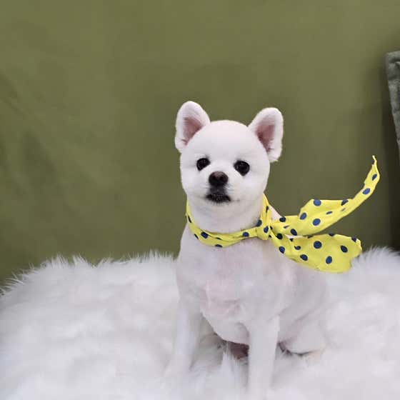 마스터그루밍클럽 · 네이버 지도·플레이스 5