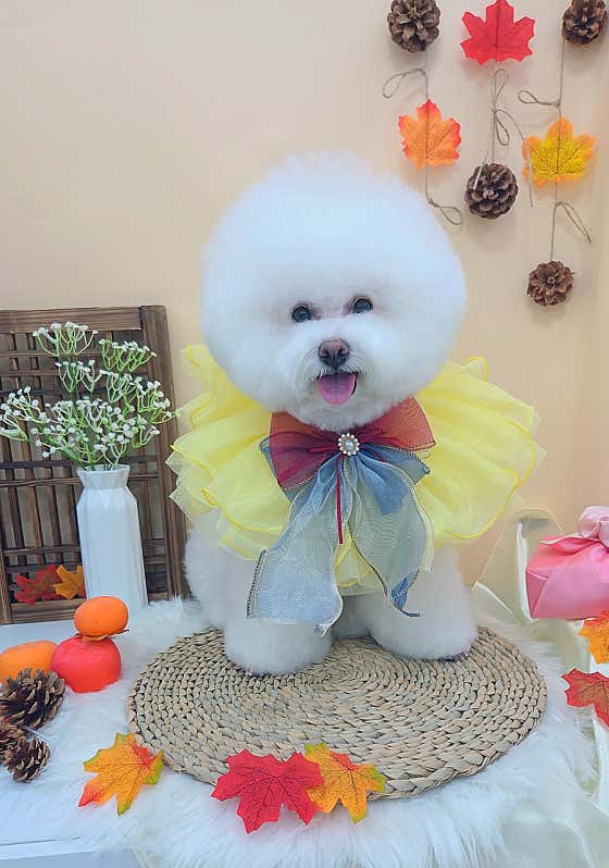 몽띠에