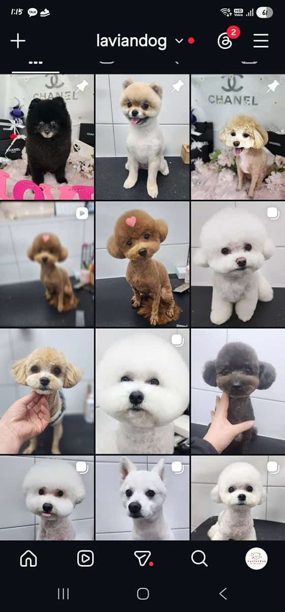 라비앙도그 애견미용실 · 네이버 지도·플레이스 2