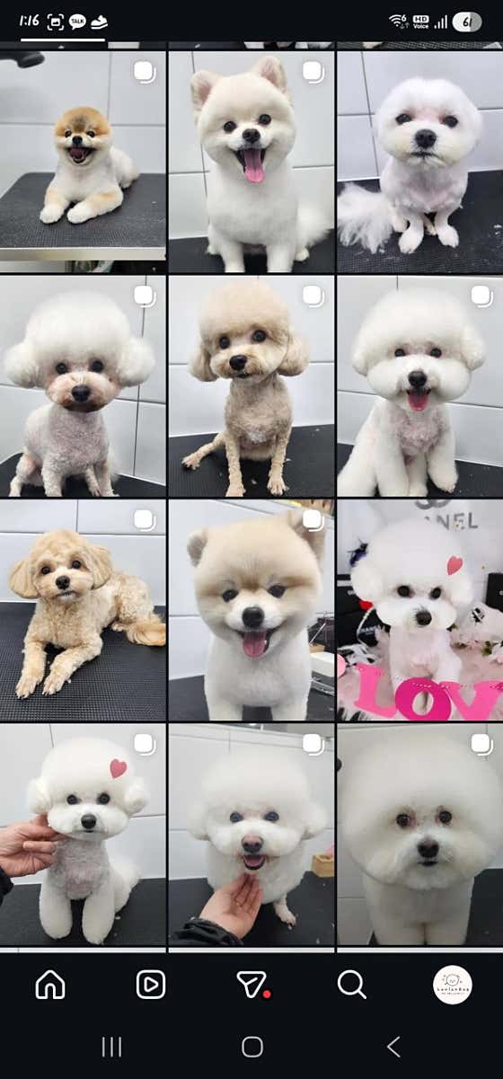 라비앙도그 애견미용실 · 네이버 지도·플레이스 3