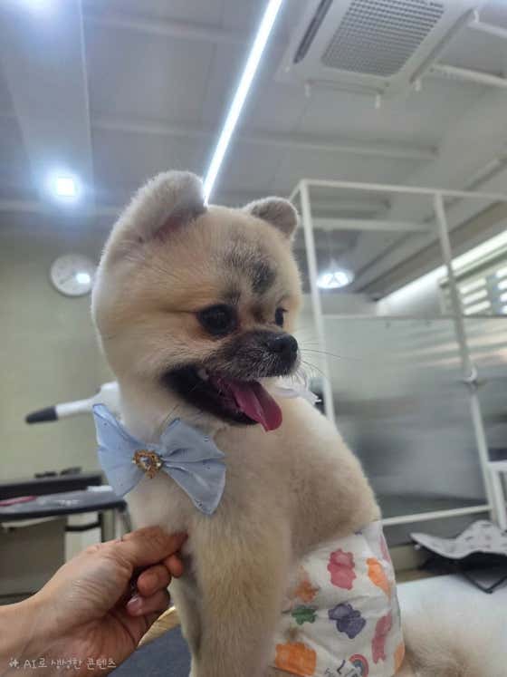 또보개