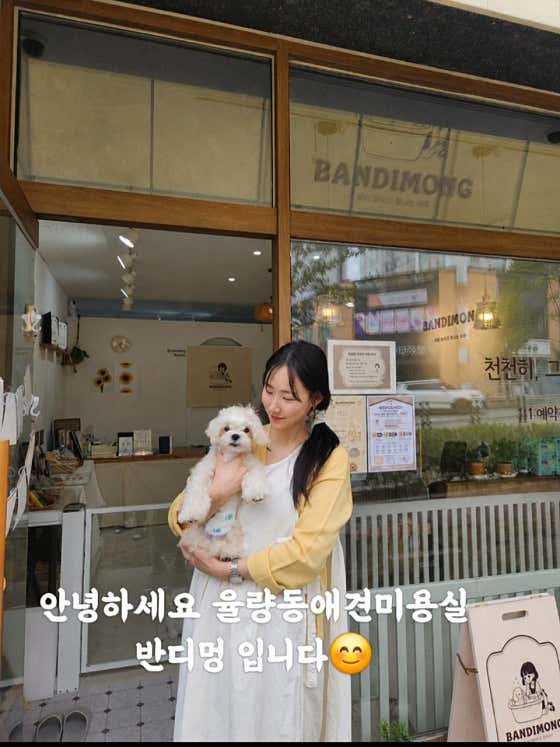 반디멍 애견미용 호텔 돌봄