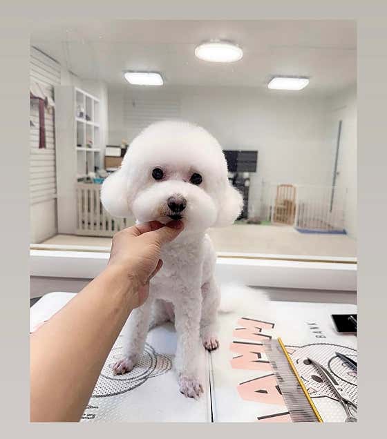 스마일댕댕 · 네이버 지도·플레이스 2