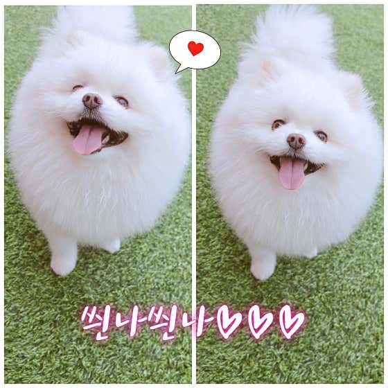 몽샤르망 애견유치원 · 네이버 지도·플레이스 7