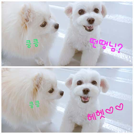 몽샤르망 애견유치원 · 네이버 지도·플레이스 4