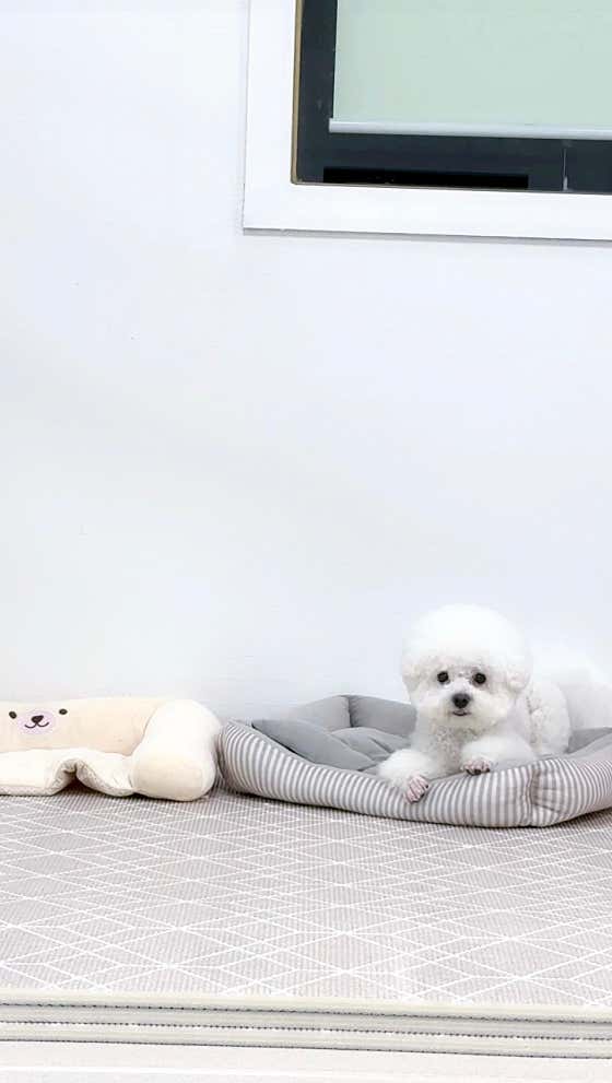 스마일댕댕