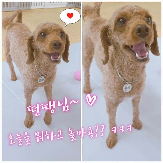 몽샤르망 애견유치원 · 네이버 지도·플레이스 3
