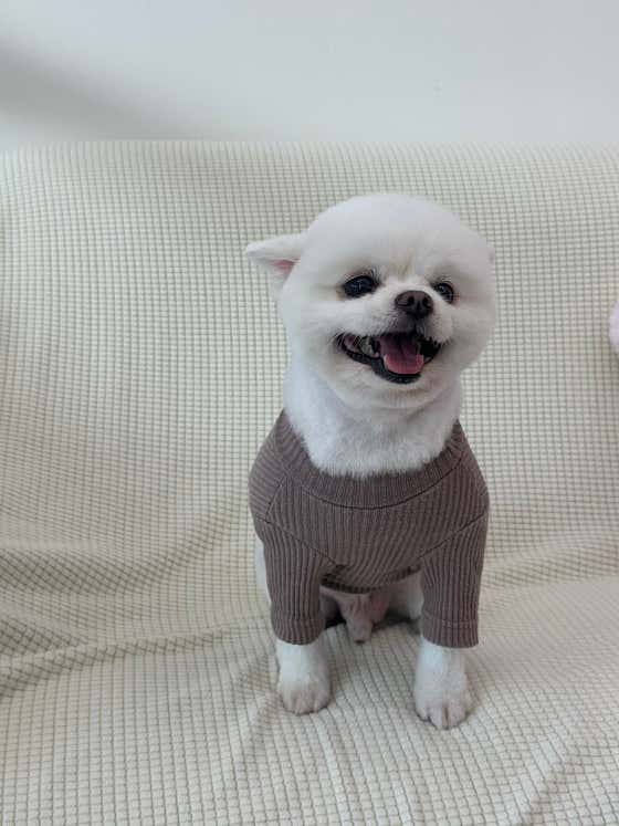 허숙희네 애견미용실 · 네이버 지도·플레이스 2