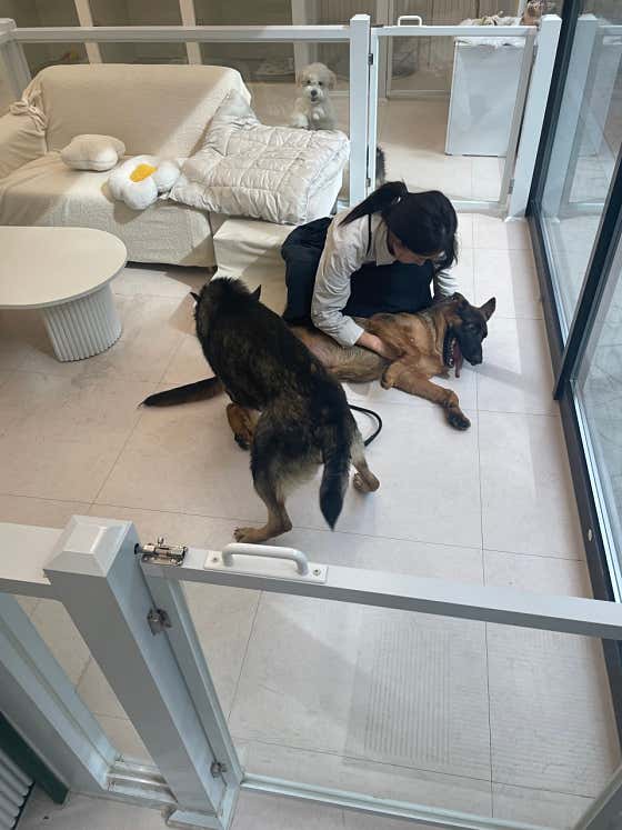 아이도그애견미용 애견호텔 · 네이버 지도·플레이스 2