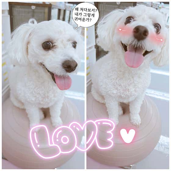 몽샤르망 애견유치원 · 네이버 지도·플레이스 9