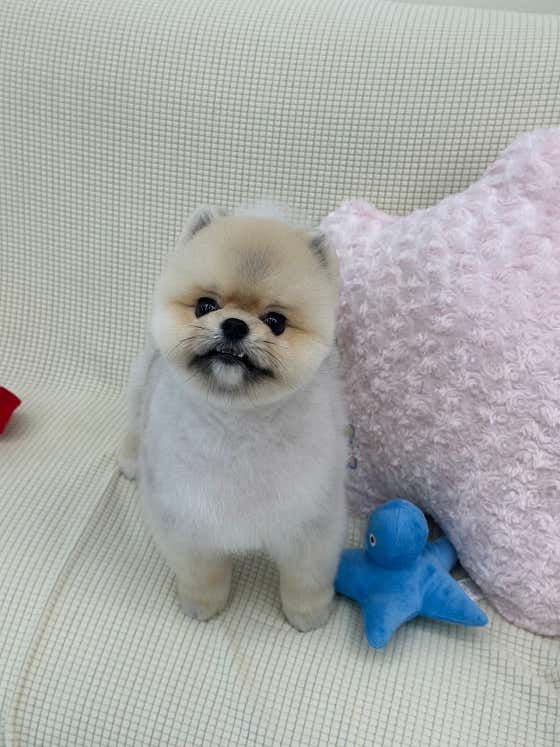 허숙희네 애견미용실 · 네이버 지도·플레이스 9