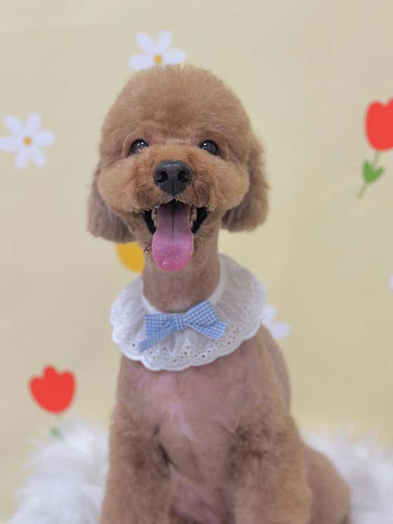 멍놀자그루밍애견미용실 · 네이버 지도·플레이스 9