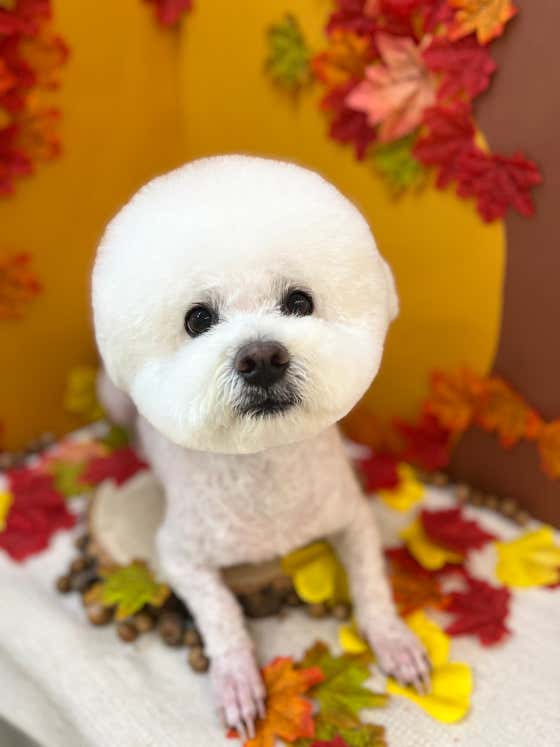 그루머제인 · 네이버 지도·플레이스 3