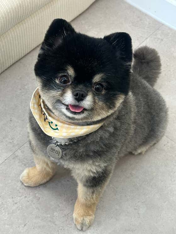 햅독 애견미용실 · 네이버 지도·플레이스 2