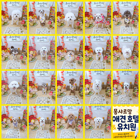 몽샤르망 애견유치원 · 네이버 지도·플레이스 2