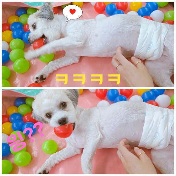 몽샤르망 애견유치원 · 네이버 지도·플레이스 8