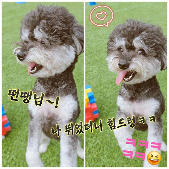 몽샤르망 애견유치원 · 네이버 지도·플레이스 10