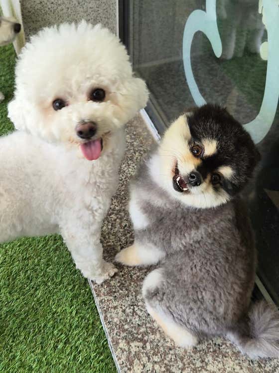 댕스미스 애견유치원