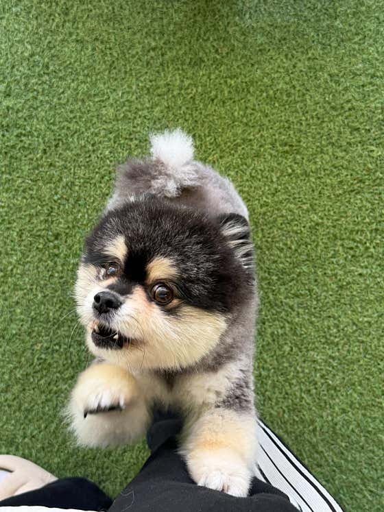 댕스미스 애견유치원 · 네이버 지도·플레이스 2