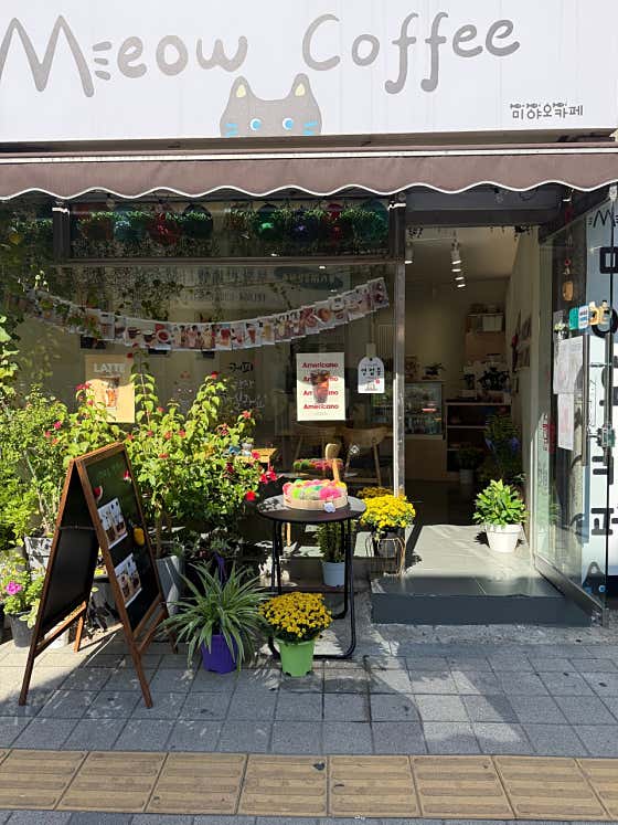 미야오카페