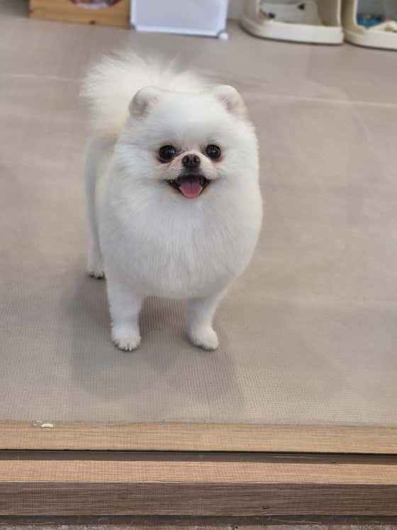 럽독 LUVDOG · 네이버 지도·플레이스 3