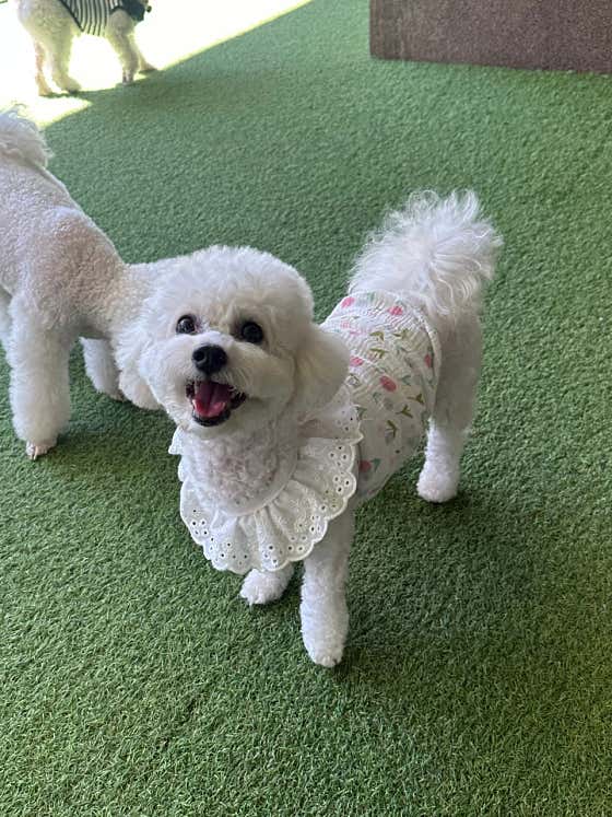 댕스미스 애견유치원 · 네이버 지도·플레이스 3