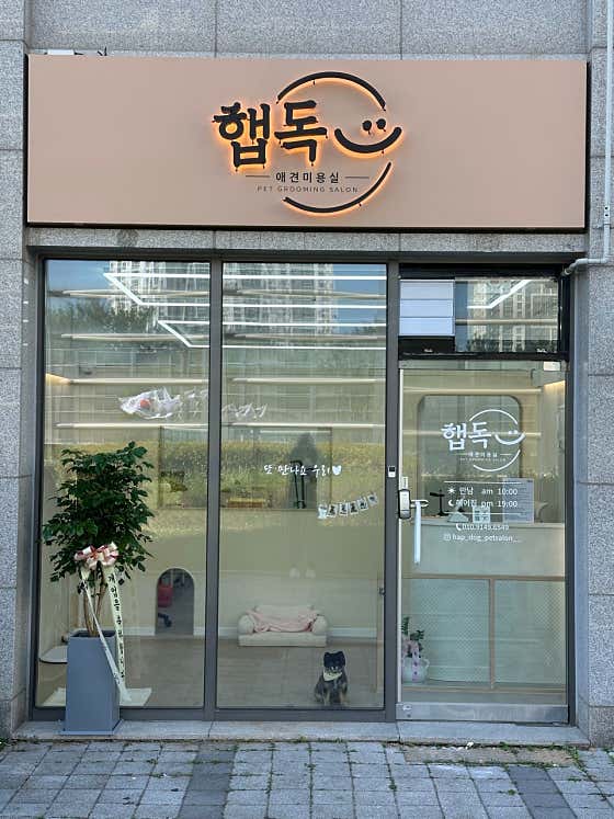햅독 애견미용실