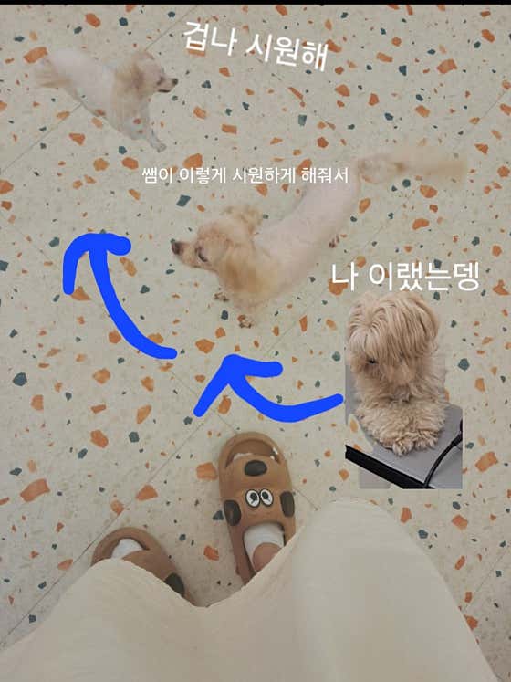 방긋방긋애견미용실 · 네이버 지도·플레이스 8
