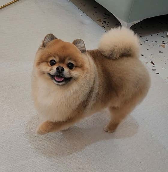 몽실댕댕