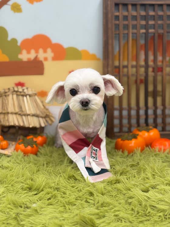 라이크잇