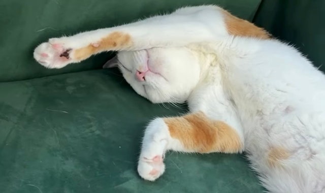 카페캣치 대표 사진