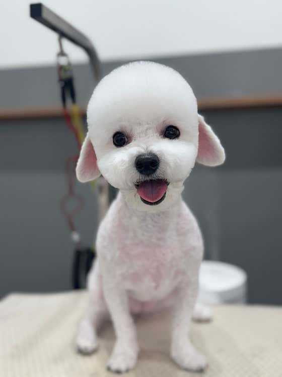 잔망스럽개 · 네이버 지도·플레이스 6
