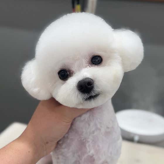 잔망스럽개 · 네이버 지도·플레이스 5