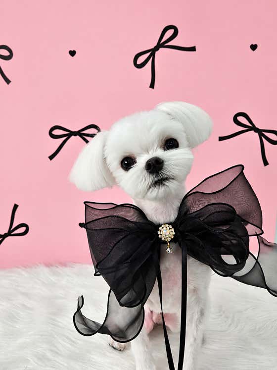 Dogin효자샬롱