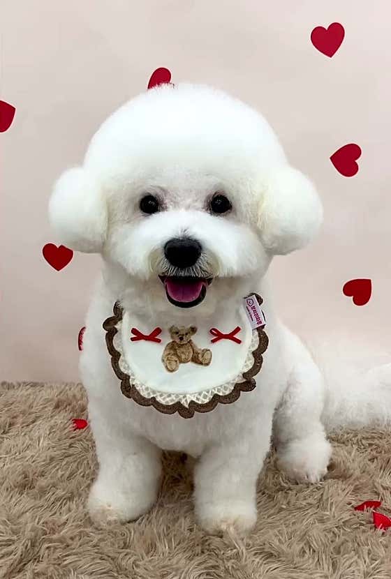댕글동글 · 네이버 지도·플레이스 3