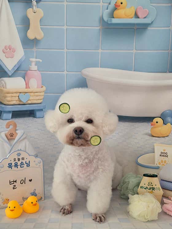 꽁꼼하개