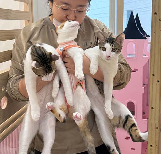 고양이무마취미용 냥지곤지 · 네이버 지도·플레이스 2