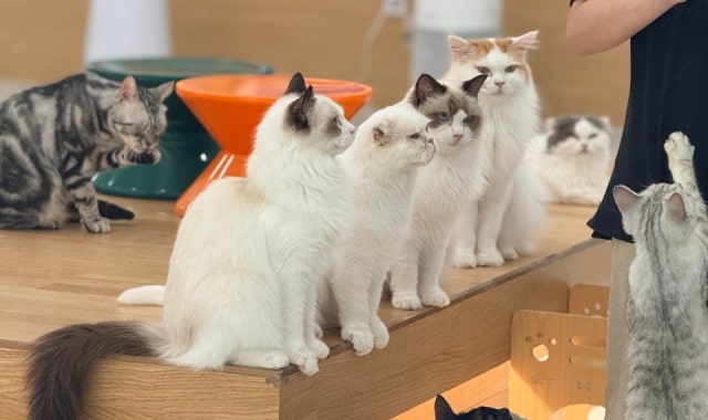 캣플헤븐 일산탄현점 대표 사진